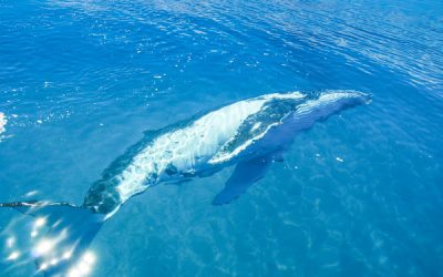 It’s Still Whale Season in Hervey Bay!