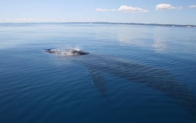 Hervey Bay Whale Festival 2022